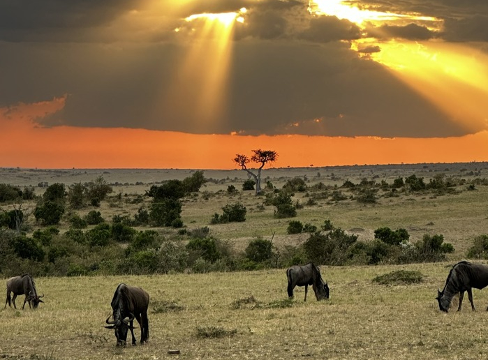 Zalazak sunca Masai Mara s bivolima na pašnjaku