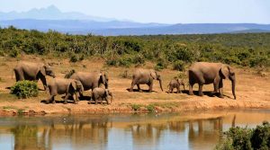 Sedam slonova u Africi prelazi preko rijeke