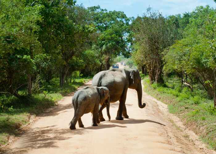 Dva slona prelaze šumski put.