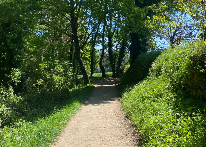 Zemljani put i zelena šuma na putu svetog jakova