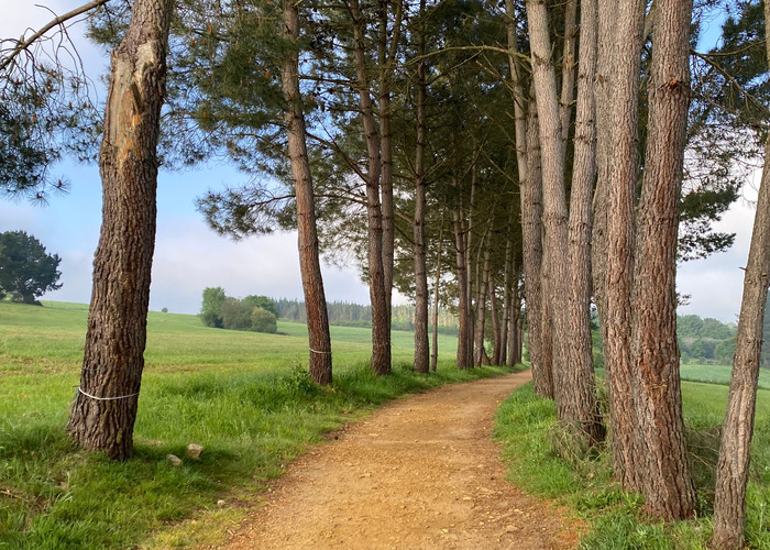 Zemljani put i drvored na putu Camino de Santiago.