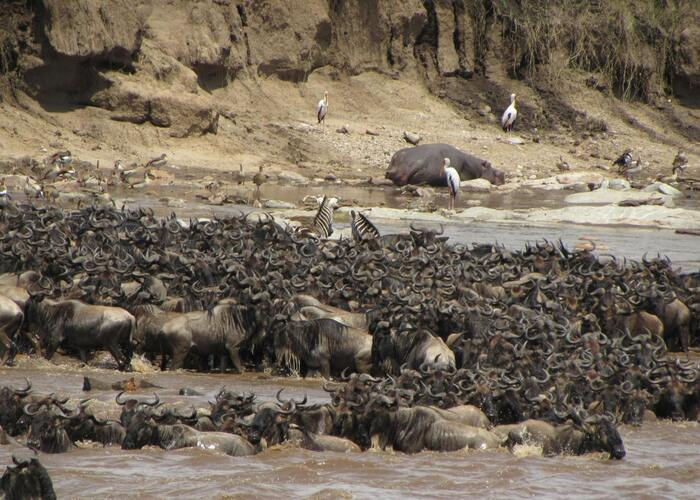 Wildebeest migration in Masai Mara.