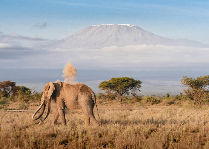 Elephant in Amboseli and mount Kilimanjaro in the background.