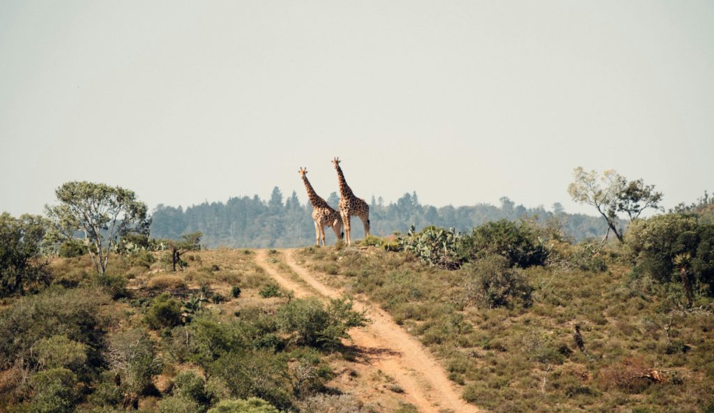 Giraffes in Masai Mara