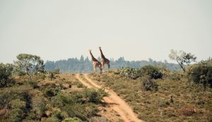 Giraffes in Masai Mara