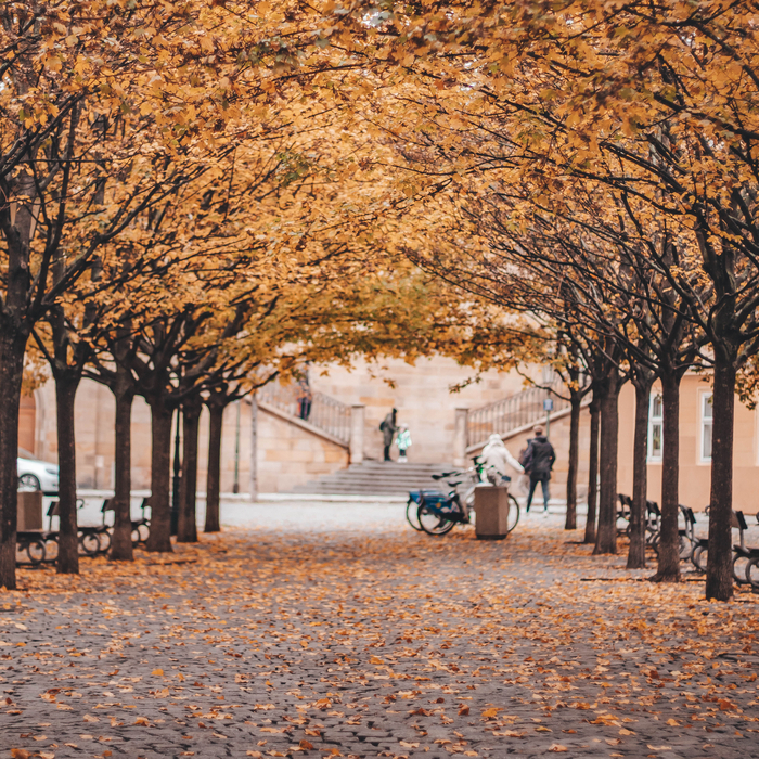Malostranske Namesty in the fall with yellow leafs dropping.