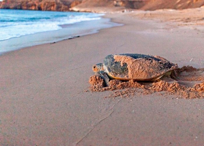 Kornjača ulazi u more na pješčanoj plaži