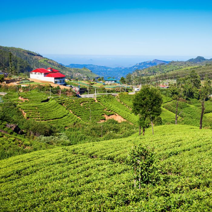 Plantaže čaja na vijugavim brdima
