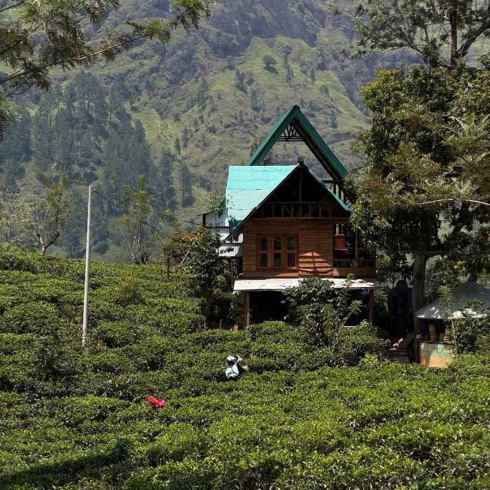 Kućica i radnici na zelenoj plantaži čaja