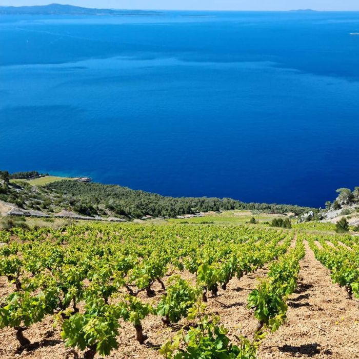 Vinograd na obronku i u pozadini plavo more