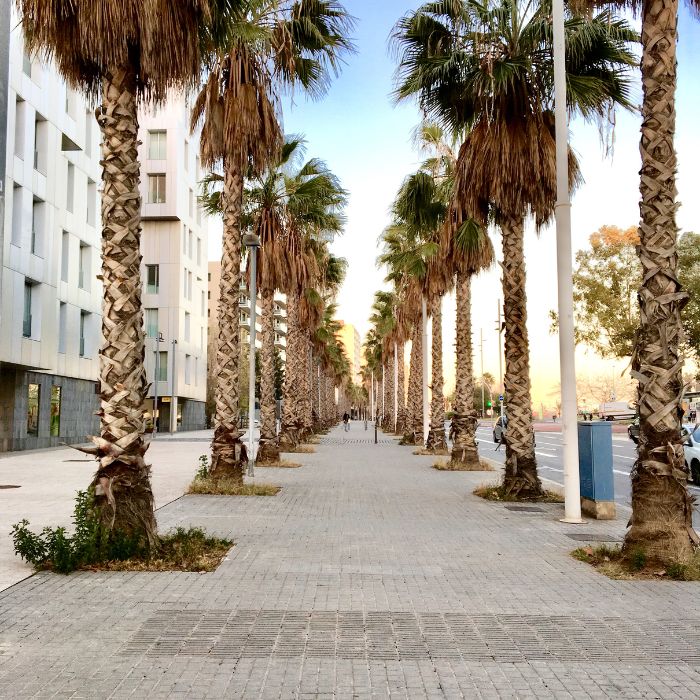 Promenada u Barceloni sa palmama s lijeve i desne strane